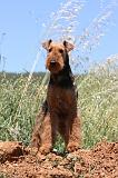 AIREDALE TERRIER 266